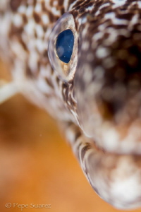 different perspective of a moray eel and its cool looking... by Pepe Suarez 
